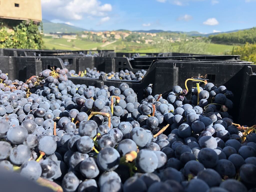 Colle Bereto Sangiovese